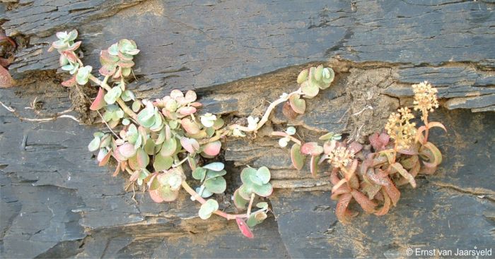 Crassula foveata, growing with Crassula cordata