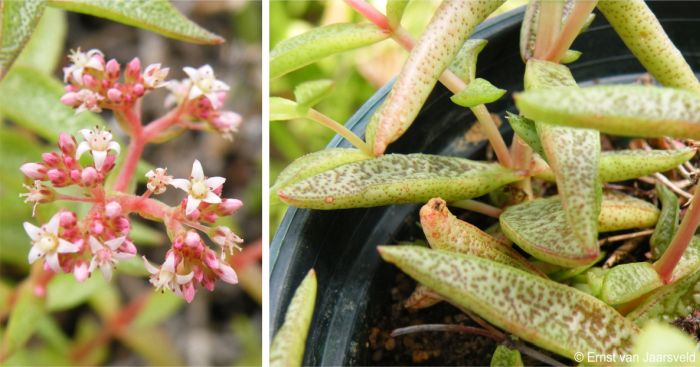 A close-up of Crassula foveata flowers and leaves of a plant in cultivation
