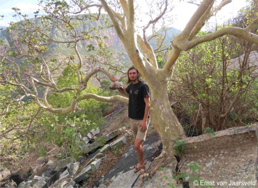 Ficus tettensis in habitat with Cornell Beukes