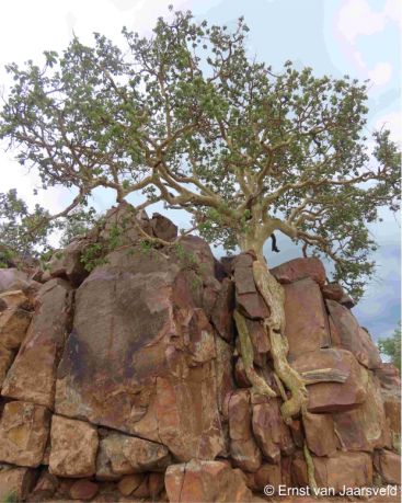 Ficus tettensis on an east-facing cliff