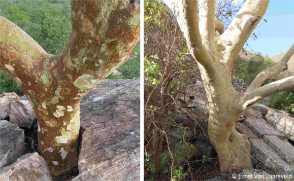 Ficus tettensis main stem showing bark