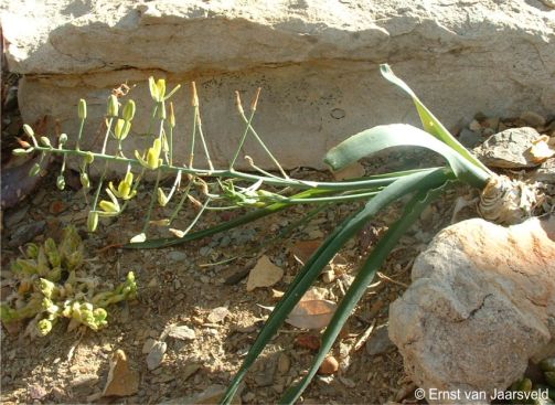 Albuca thermarum in flower at Kirstenbosch NBG