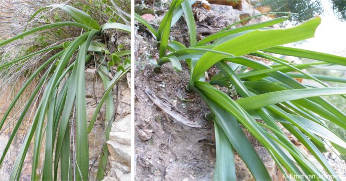 Albuca thermarum fleshy striate leaves