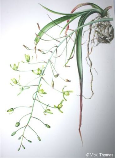 Illustration of Albuca thermarum by Vicki Thomas