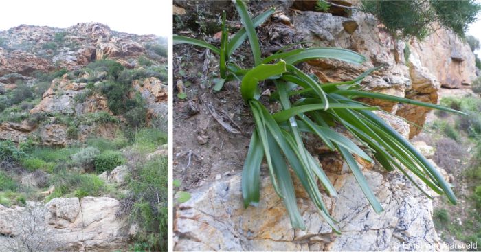 Badspoort cliffs, habitat of Albuca thermarum