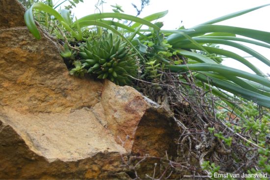 Albuca thermarum sharing its habitat