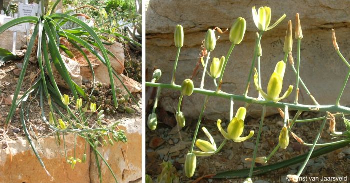 Albuca thermarum in flower in Kirstenbosch, showing spiral arrangement of flowers