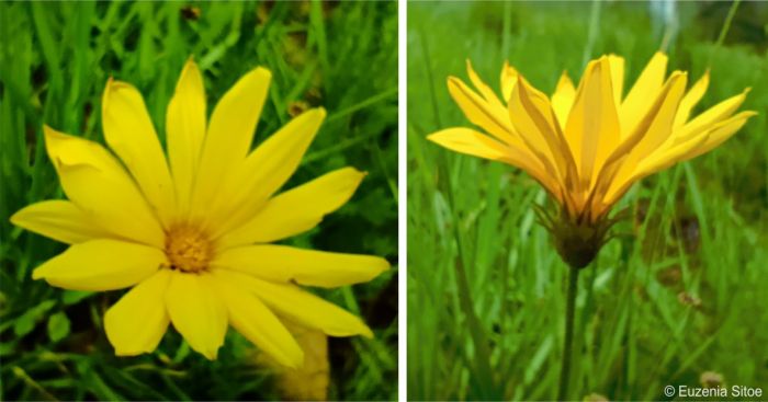 Gazania linearis flowerhead