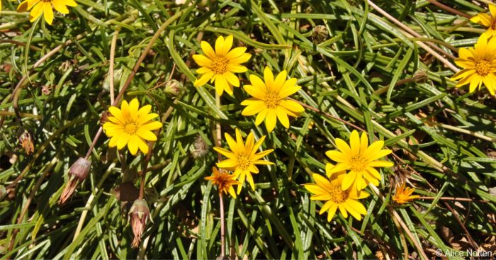 Gazania linearis 