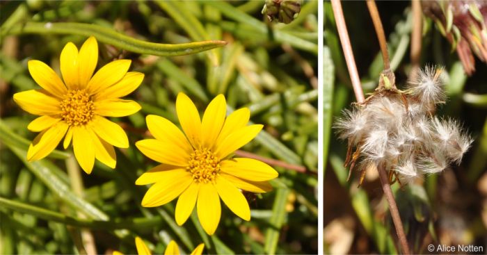 Gazania linearis LEFT flowerhead showing flowers, RIGHT seeds covered in long hairs