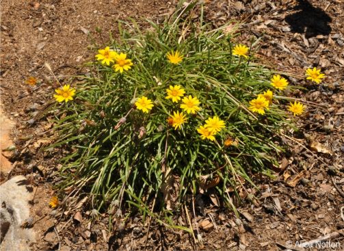 Gazania linearis growing in Kirstenbosch NBG