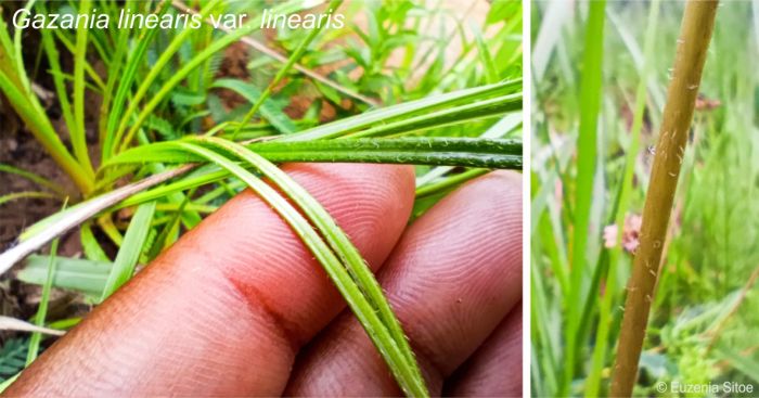 Gazania linearis foliage and flower stalk