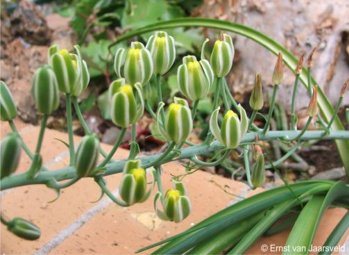 Albuca cremnophila in flower, Kirstenbosch NBG