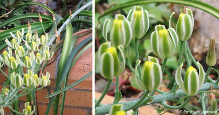 Albuca cremnophila in flower, Kirstenbosch NBG