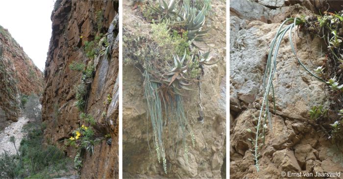 Albuca cremnophila in habitat, Gert Smitskloof, Baviaanskloof