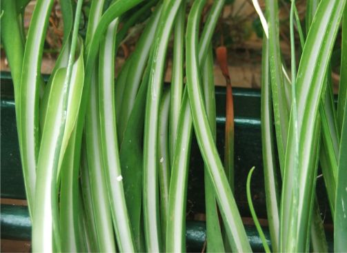Albuca cremnophila leaves close