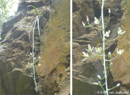 Albuca cremnophila in flower in habitat