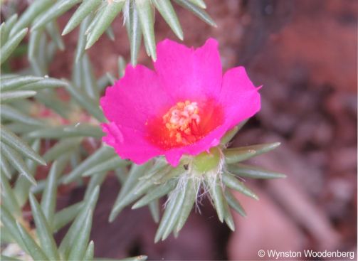 Portulaca grandiflora 