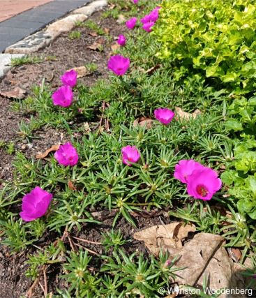 Portulaca grandiflora planted as a ground cover