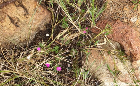 Portulaca grandiflora has naturalised in parts of South Africa