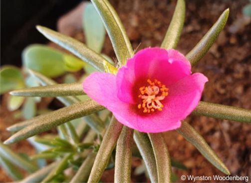 Portulaca grandiflora 