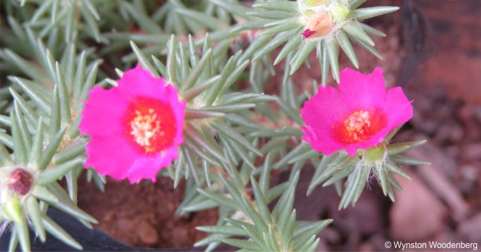 Portulaca grandiflora 