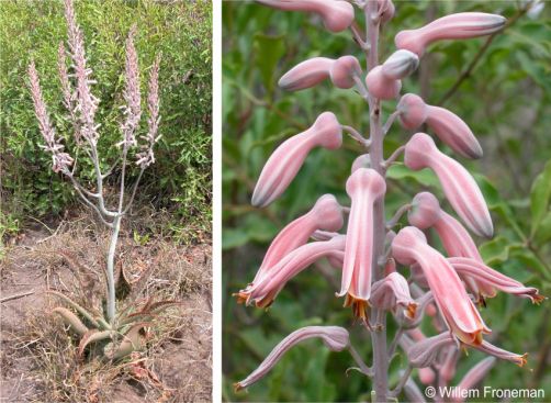 Aloe komatiensis inflorescence and flowers covered with a powdery bloom