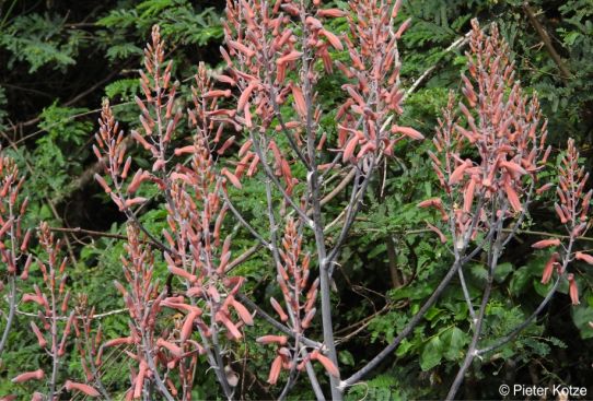 Aloe komatiensis racemes