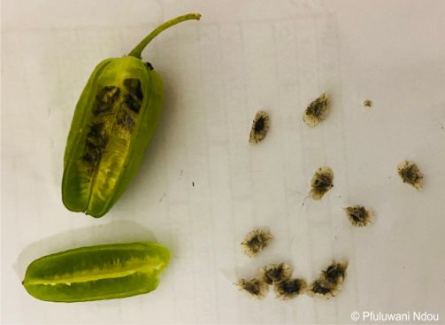 Aloe komatiensis capsule and seeds