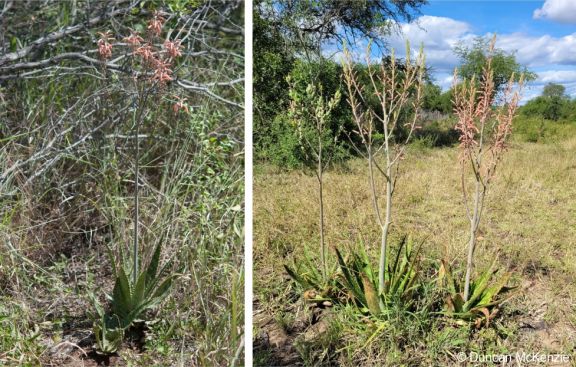 Aloe komatiensis in flower in habitat