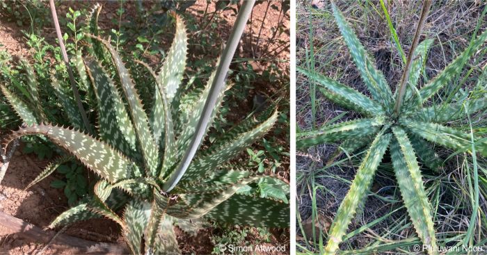 Aloe komatiensis leaves showing curvy nature, length and brown-tipped teeth