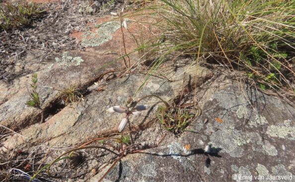Aloe liliputana in habitat