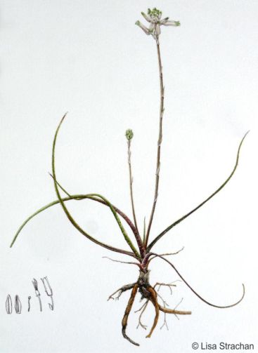 Illustration of Aloe liliputana by Lisa Strachan