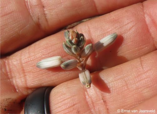 Aloe liliputana flowers