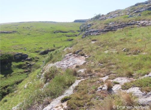 Habitat of Aloe liliputana near Luphutana