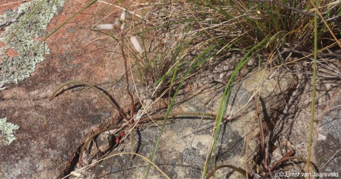 Aloe liliputana in flower in habitat