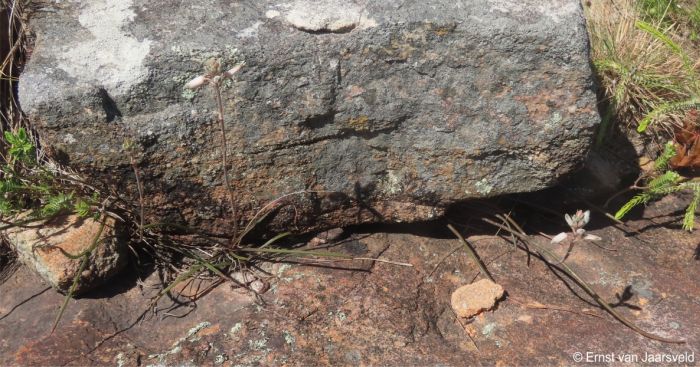 Aloe liliputana growing out from under a rock