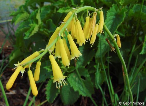 Kniphofia pauciflora 