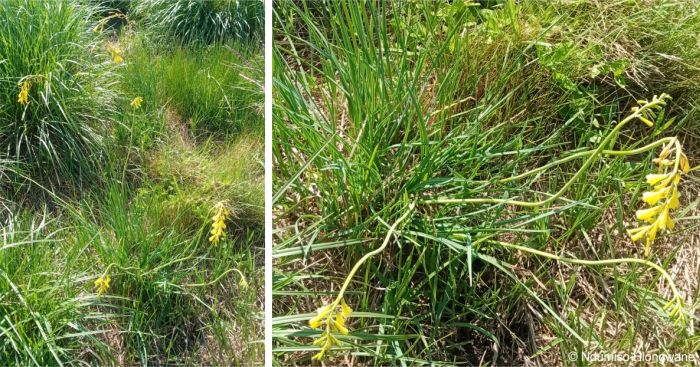 Kniphofia pauciflora in habitat