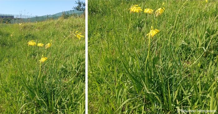 Kniphofia pauciflora in habitat