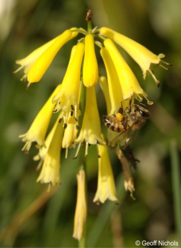 Kniphofia pauciflora flowers attract bees and butterflies