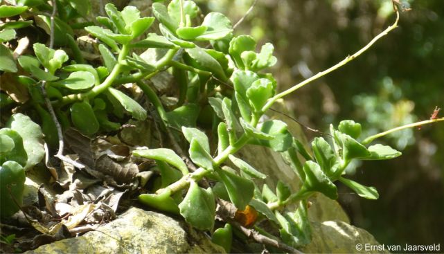 Adromischus cristatus var. zeyheri 