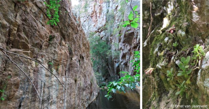 Eastern Baviaanskloof, habitat of Adromischus cristatus var. zeyheri 