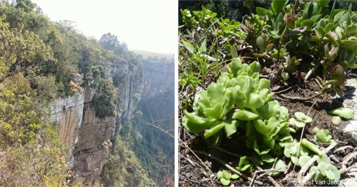 Oribi Gorge, habitat of Adromischus cristatus var. zeyheri 