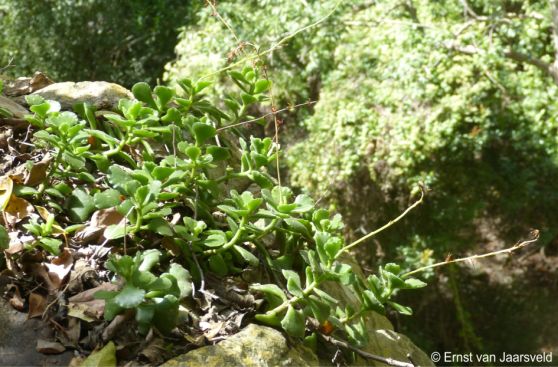 Adromischus cristatus var. zeyheri cluster on a ledge