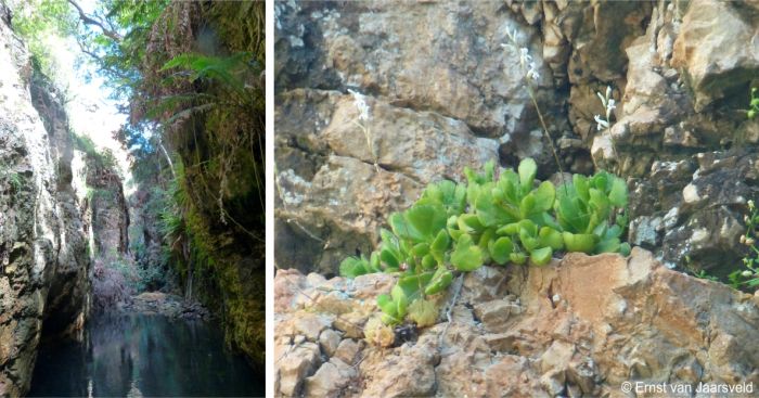 Adromischus cristatus var. zeyheri in Baviaanskloof
