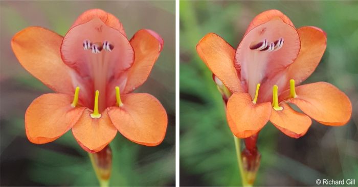 Tritonia nelsonii flowers close