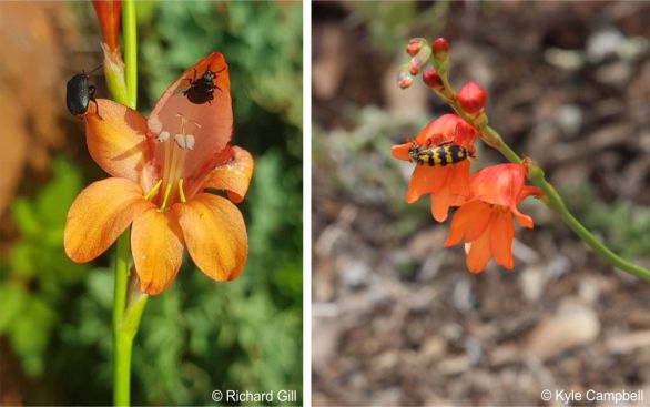 Beetles on the flowers