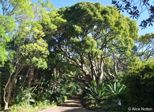 Camphor tree in Kirstenbosch NBG