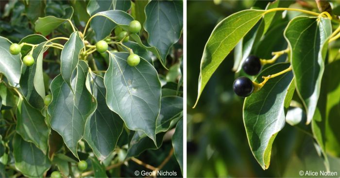 Camphor tree leaves and fruits